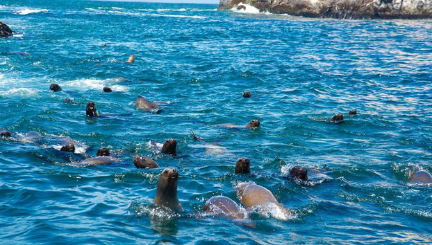 Nade com leões-marinhos nas Ilhas Palomino - Foto 3